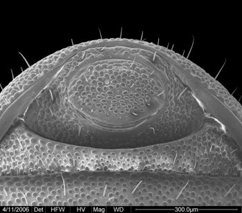 Media type: image;   Invertebrate Zoology 134690